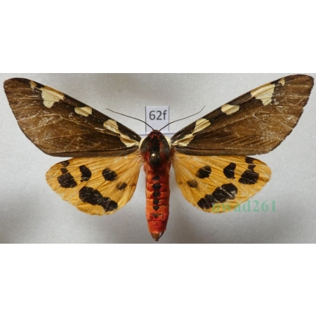 Pericallia matronula (Linnaeus, 1758) male Niedźwiedziówka krasa Poland62f